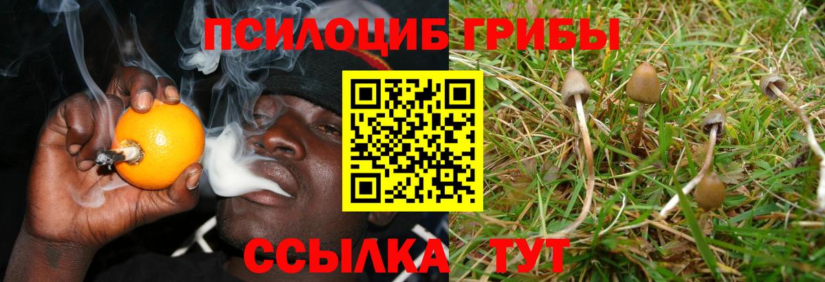 Псилоцибиновые грибы Psilocybe Кимры